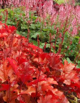 Heuchera x 'Peach Flambe' (PP17195, COPF)