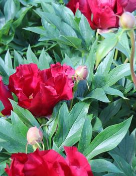 Paeonia itoh 'Scarlet Heaven'