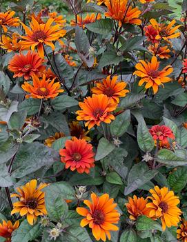 Heliopsis helianthoides var. scabra 'Bleeding Hearts'