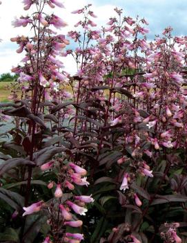 Penstemon digitalis 'Dark Towers' (PP20013, COPF)