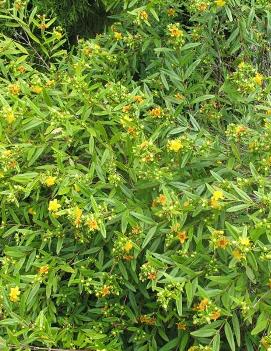 Hypericum prolificum