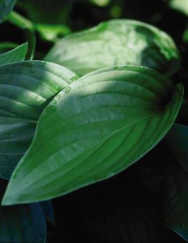 Hosta 'Royal Standard'