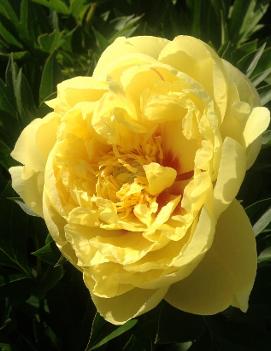 Paeonia itoh 'Bartzella'