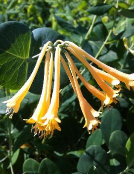 Lonicera sempervirens 'John Clayton'