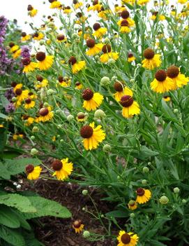 Helenium flexuosum 'Tiny Dancer'