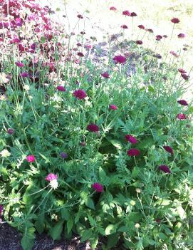 Knautia macedonica 'Mars Midget'