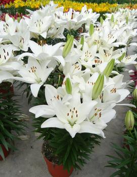 Lilium x 'Tiny Crystal' (PPAF)