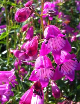 Penstemon mexicali 'Sunburst Ruby'