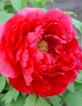 Paeonia suffruticosa 'Red'