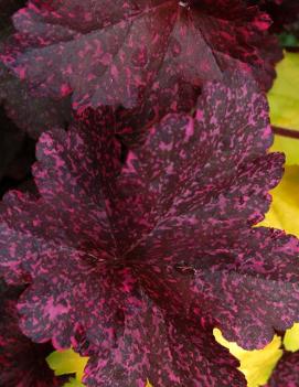 Heuchera x 'Midnight Rose' (PP18551, COPF)