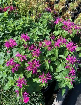 Monarda didyma Balmy™ Lilac ('Balbalmac') (PP26594)