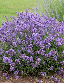 Lavandula angustifolia 'Essence Purple'