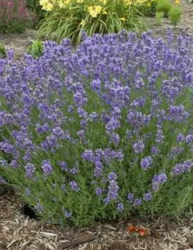 Lavandula angustifolia 'Munstead'