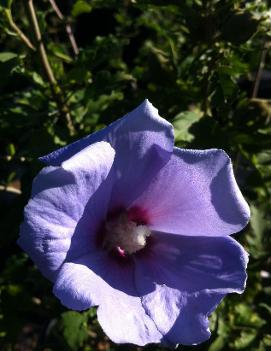 Hibiscus syriacus 'Coelestis'