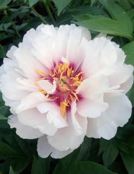 Paeonia itoh 'Cora Louise'