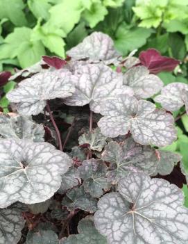 Heuchera x 'Regina'