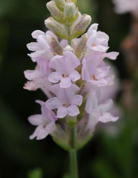 Lavandula angustifolia 'Ellagance Pink'