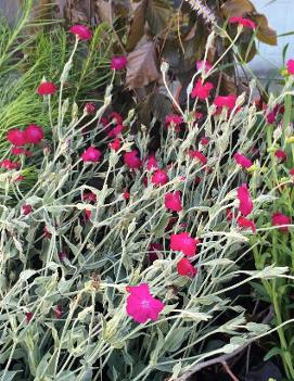 Lychnis coronaria 'Red'