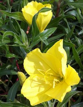 Oenothera macrocarpa