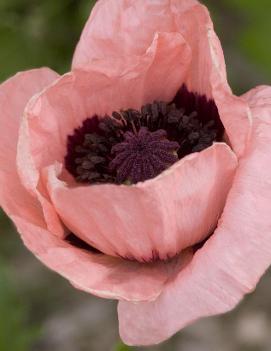 Papaver orientale 'Princess Victoria Louise'