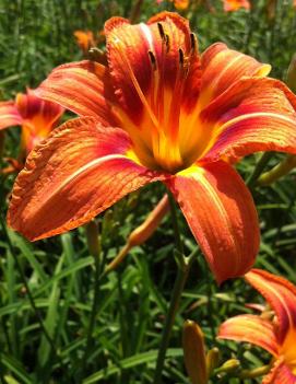 Hemerocallis fulva