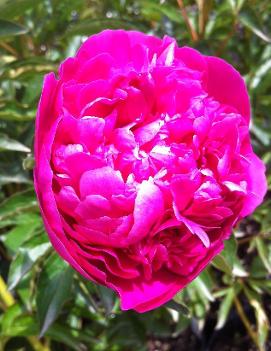 Paeonia 'General McMahon'