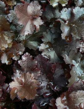 Heuchera x 'Black Beauty' (PP13288, COPF)