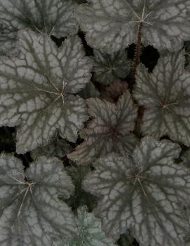 Heuchera x 'Frosted Violet' (PP15085, COPF)