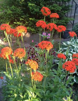 Lychnis chalcedonica