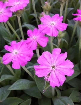 Lychnis flos-jovis 'Peggy'