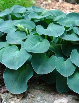 Hosta 'Blue Mouse Ears'