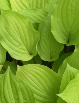 Hosta 'Fire Island'