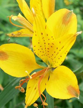 Alstroemeria 'Sweet Laura' (PP10030)