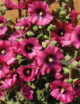 Alcea rosea 'Cerise'