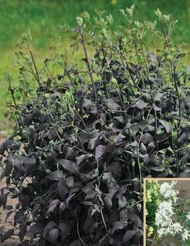 Clematis recta Serious Black™ ('Lime Close')