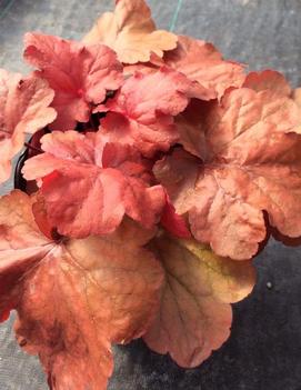 Heuchera x 'Fire Alarm' (PP24525)