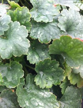 Heuchera x 'Bressingham Hybrid'