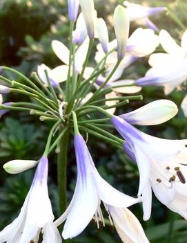 Agapanthus x Twister ('AMBIC001') (PP25519, CPBRAF)