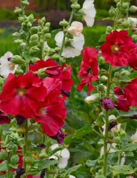 Alcea rosea 'Mars Magic'