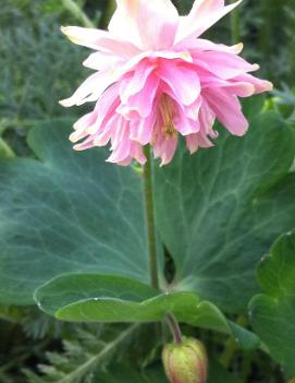 Aquilegia vulgaris 'Pink Barlow'