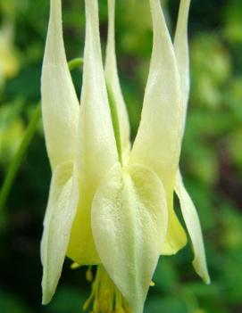 Aquilegia canadensis 'Corbett'