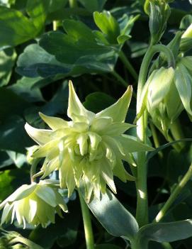 Aquilegia x 'Green Apples'