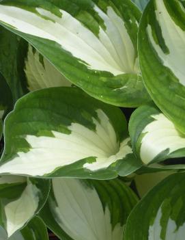 Hosta 'Loyalist'