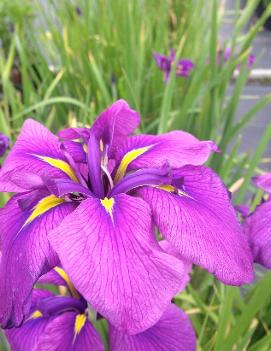 Iris ensata 'Royal Robes'