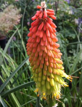 Kniphofia uvaria 'Early Hybrids'