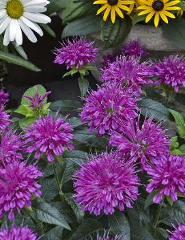 Monarda didyma 'Pardon My Purple' (PP22170, CPBR5101)