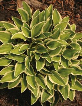 Hosta 'Woodland Elf'