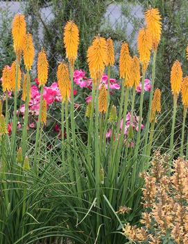 Kniphofia x 'Mango Popsicle' (PP22968)