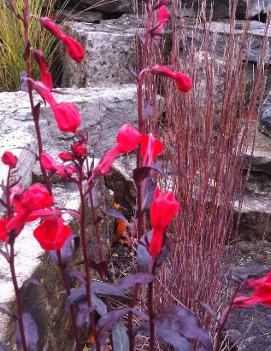 Lobelia x 'Queen Victoria'