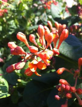 Lonicera sempervirens 'Magnifica'